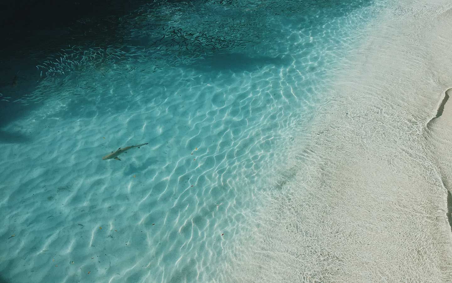 Sharks, Misunderstood and Maligned, Need Marine Sanctuaries