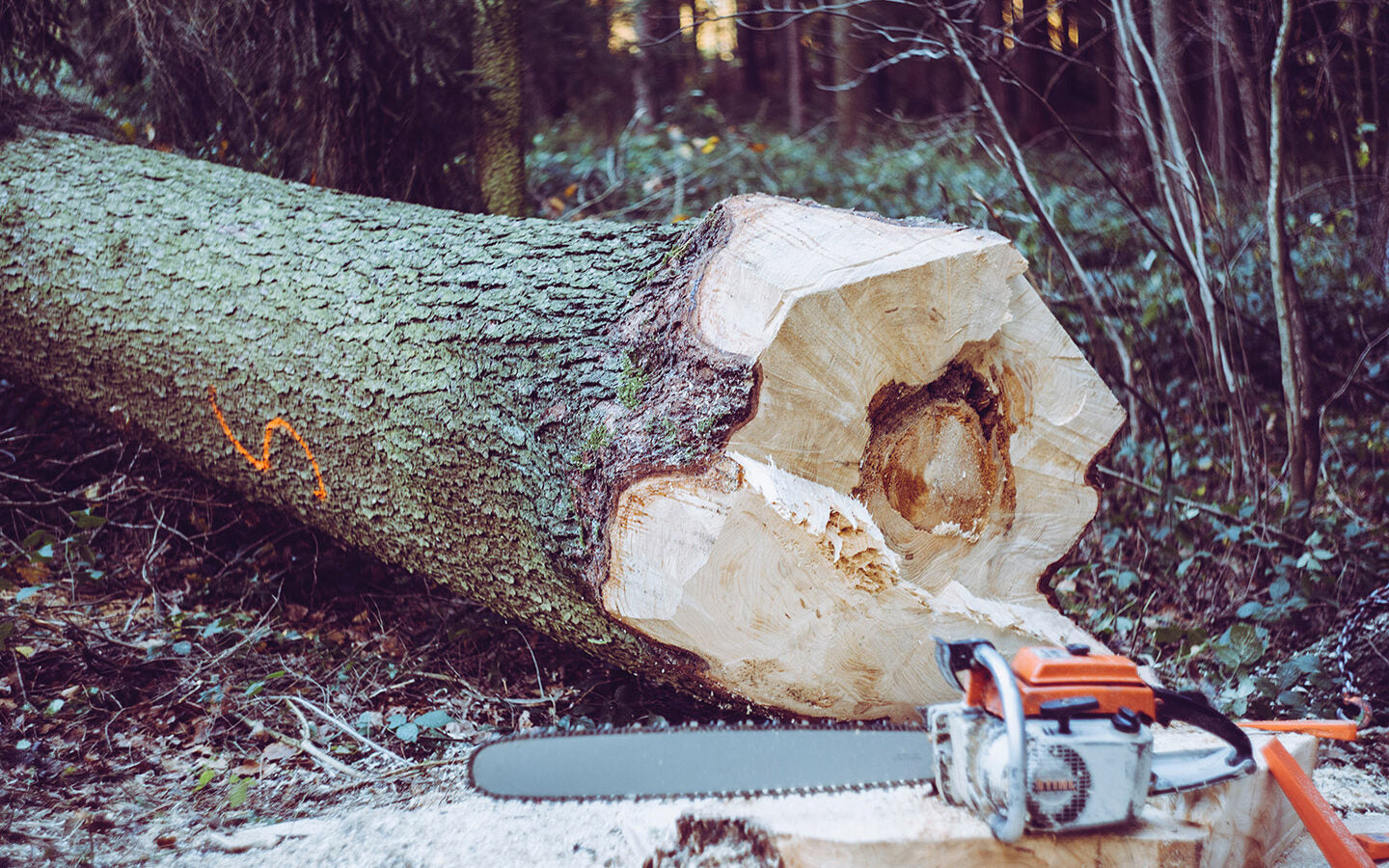 Using Vegetable Oil to Replace Chainsaw Oil