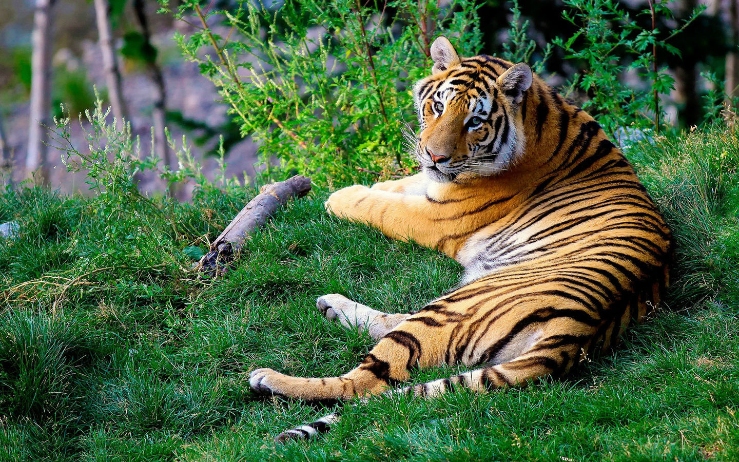 If We Save the Tigers, We’ll Save the Planet