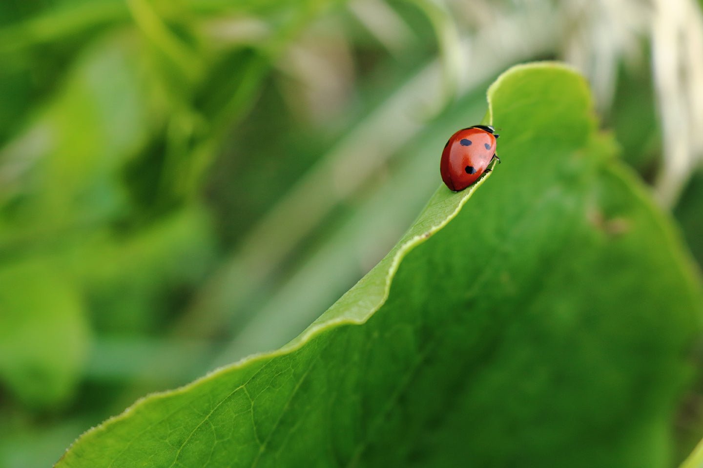 5 Beneficial Garden Insects and How to Attract Them - Eartheasy