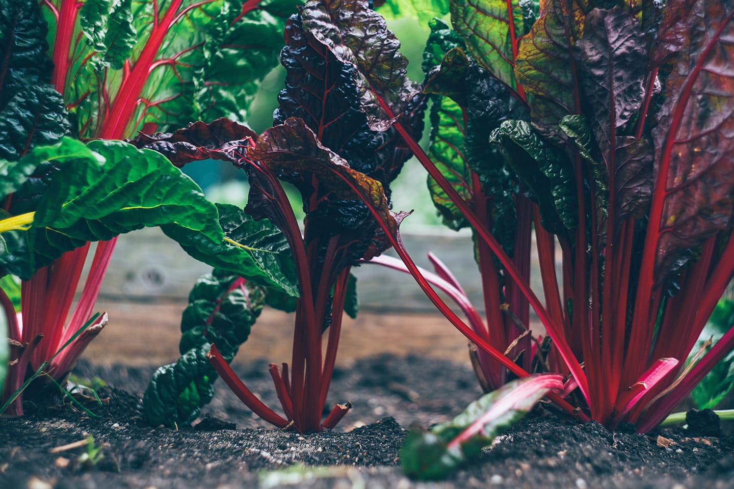 5 Common Mistakes That Attract Pests to Your Garden - Eartheasy