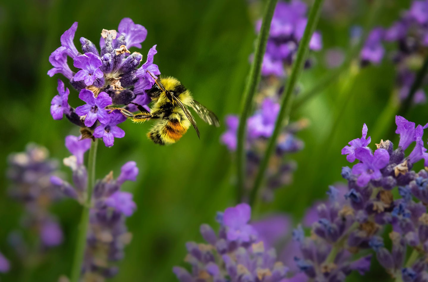 5 Early Season Plants to Attract Pollinators to Your Garden - Eartheasy