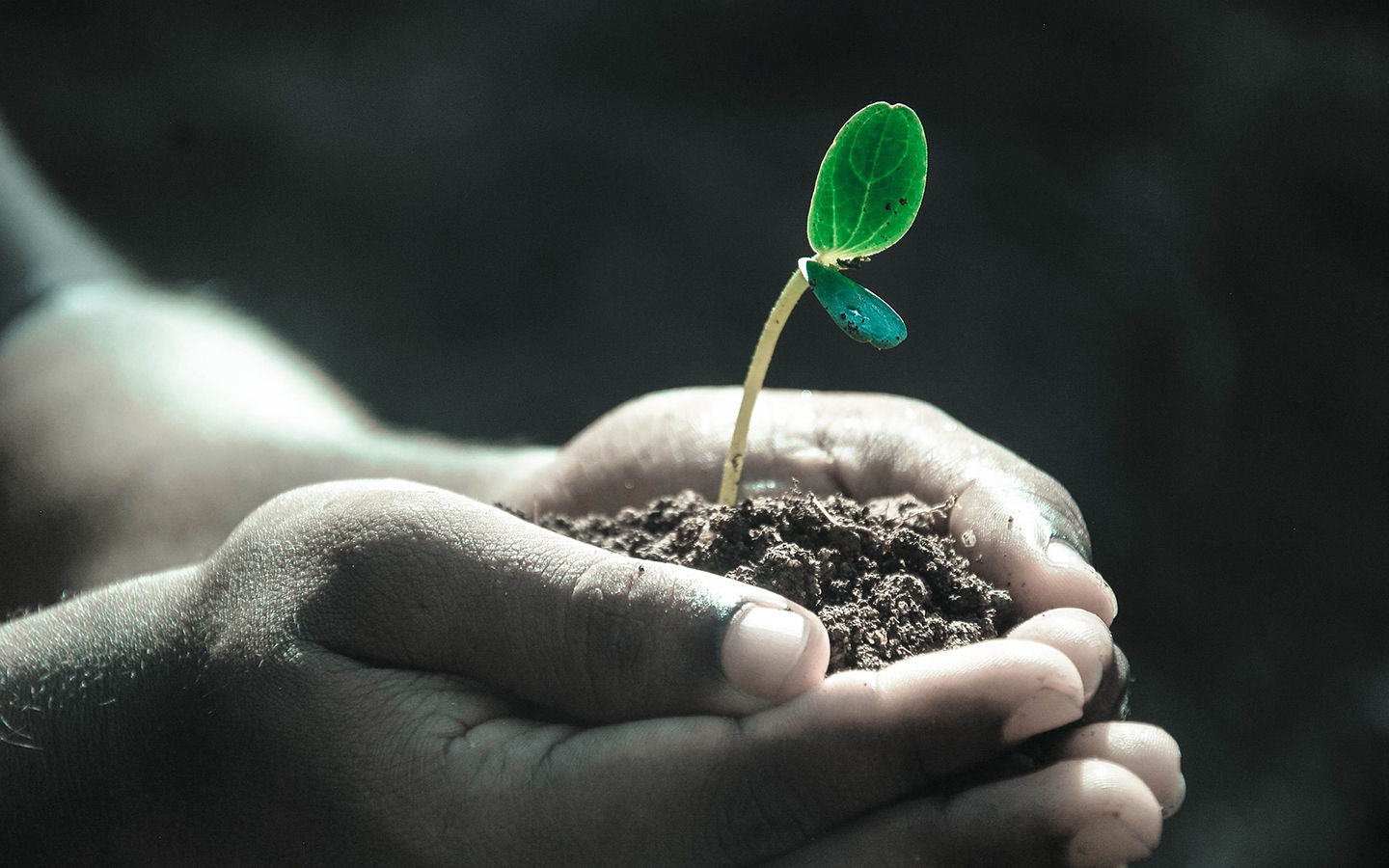 5 Easy Ways to Assess Your Soil for Gardening - Eartheasy