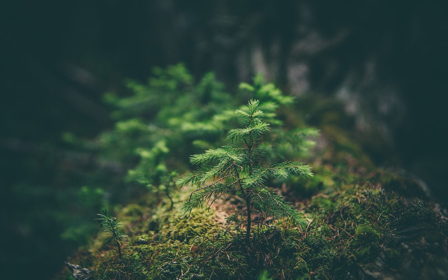 5 Recent Environmental Successes - Eartheasy