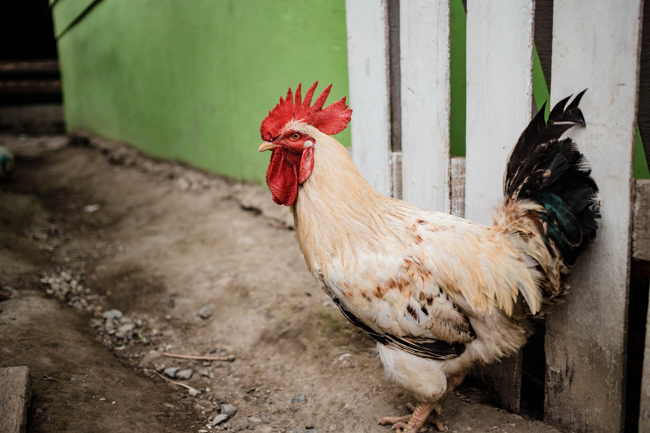 5 Things to Know Before You Build a Chicken Coop - Eartheasy