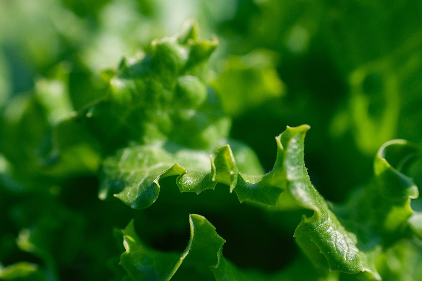 5 Tips for Growing Early Spring Greens - Eartheasy
