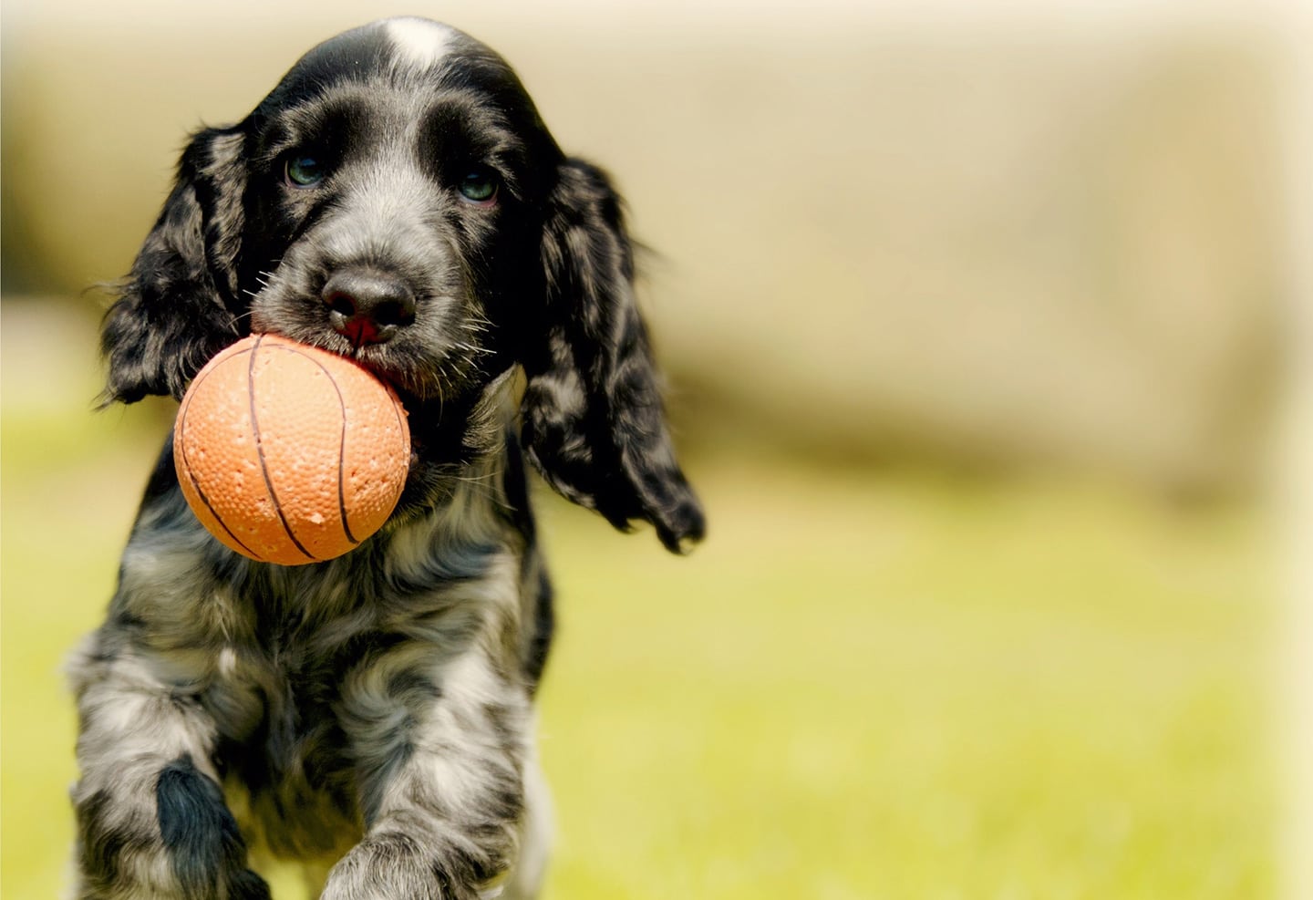 5 Plastic Additives Slowly Poisoning Your Pet