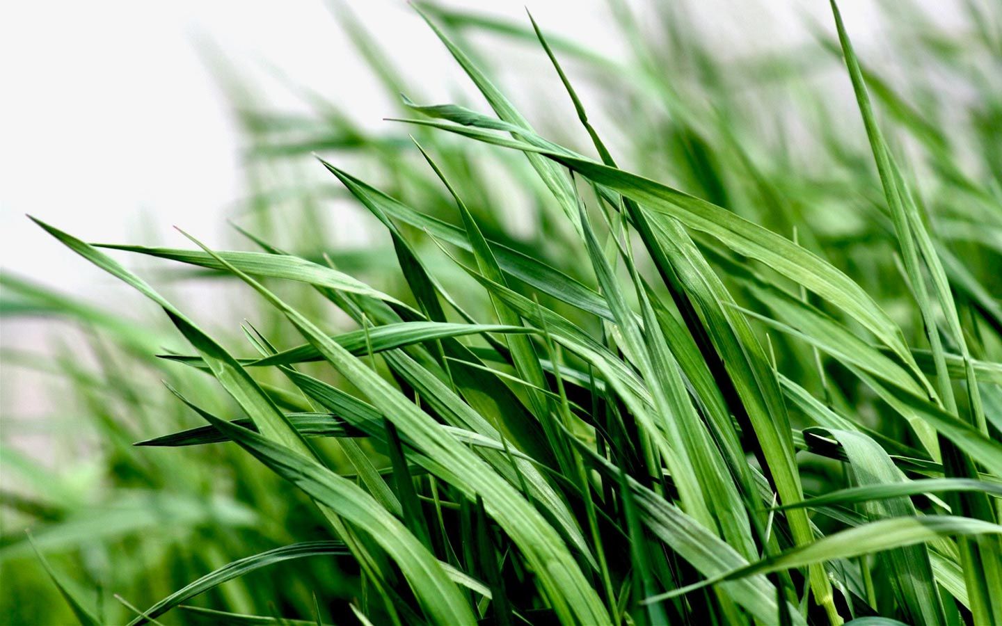 If Ogunquit Can Quit Pesticides, So Can We