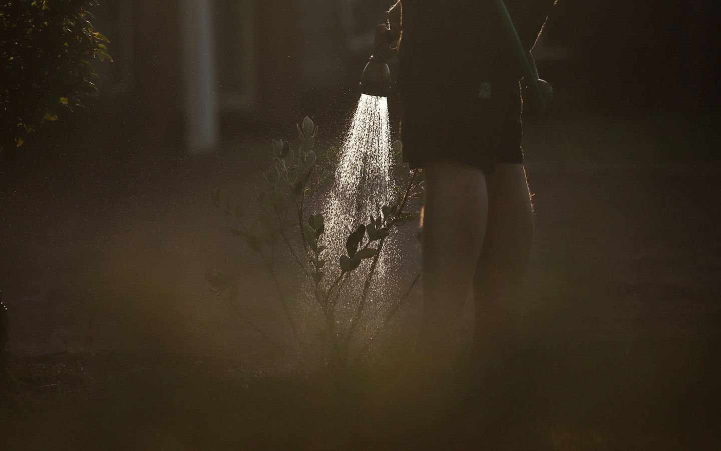 7 Reasons to Hand Water your Garden - Eartheasy