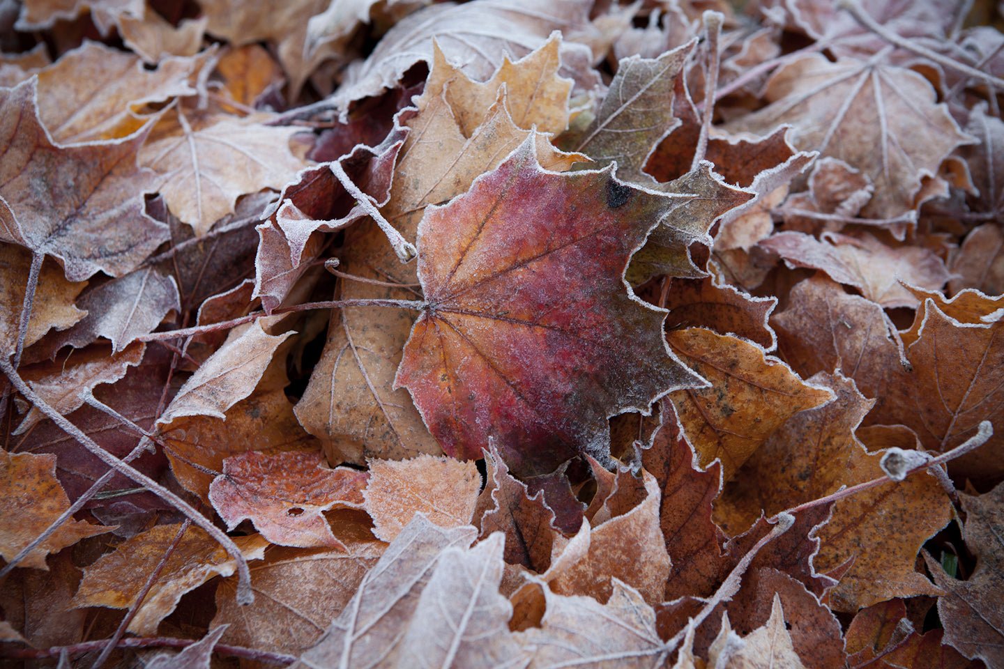 7 Secrets for Successful Winter Composting - Eartheasy