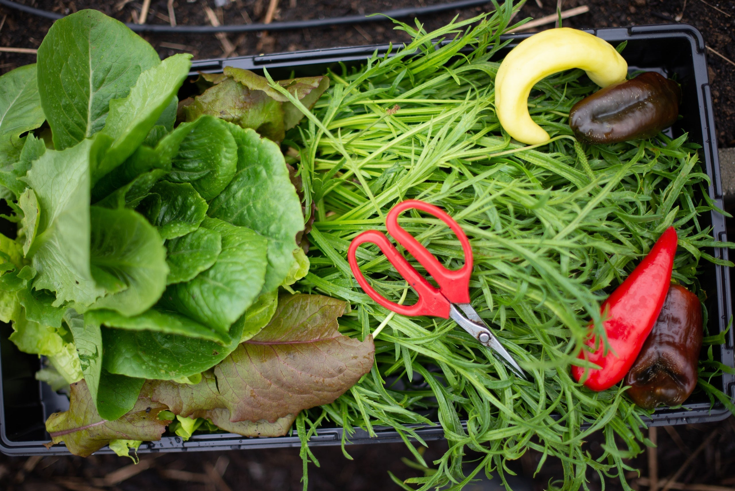 7 Ways to Extend the Growing Season - Eartheasy