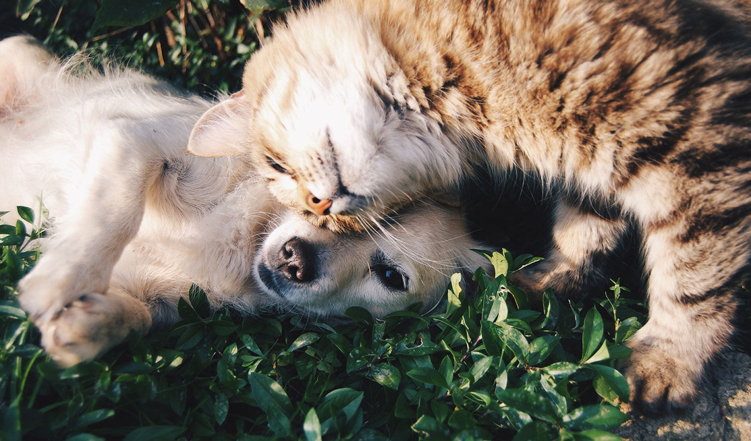 7 Easy Ways to Reduce Your Pet’s Impact on the Planet