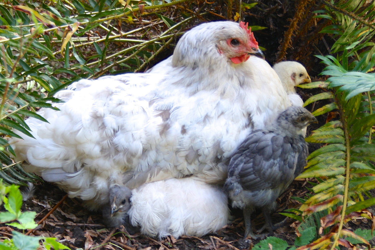 When Hens Go Broody