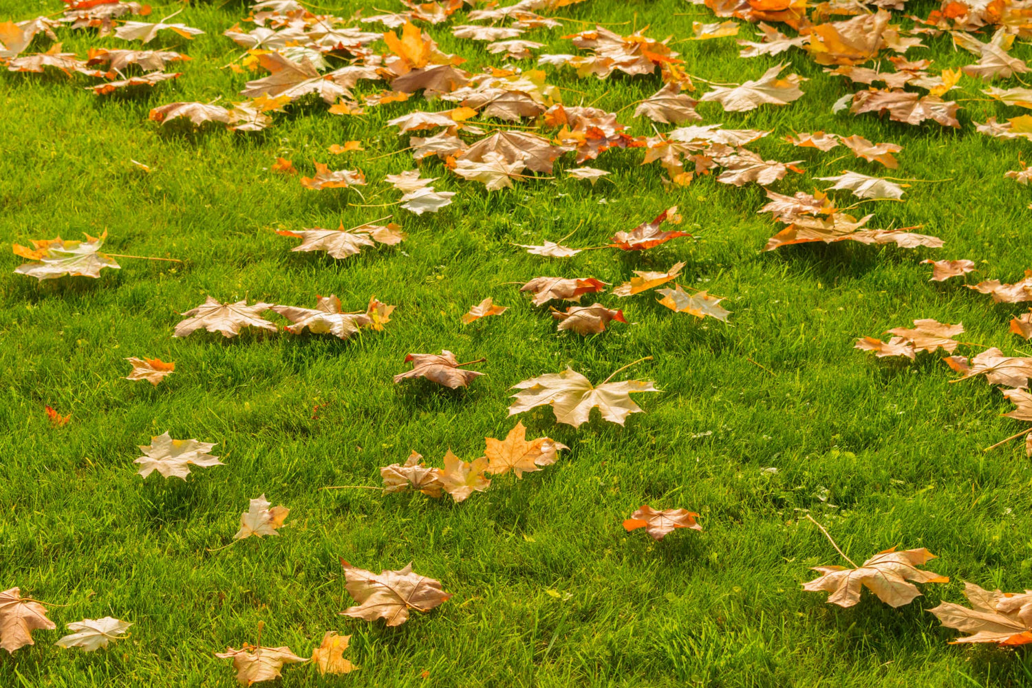 Fall Lawn Care Tips for 2020