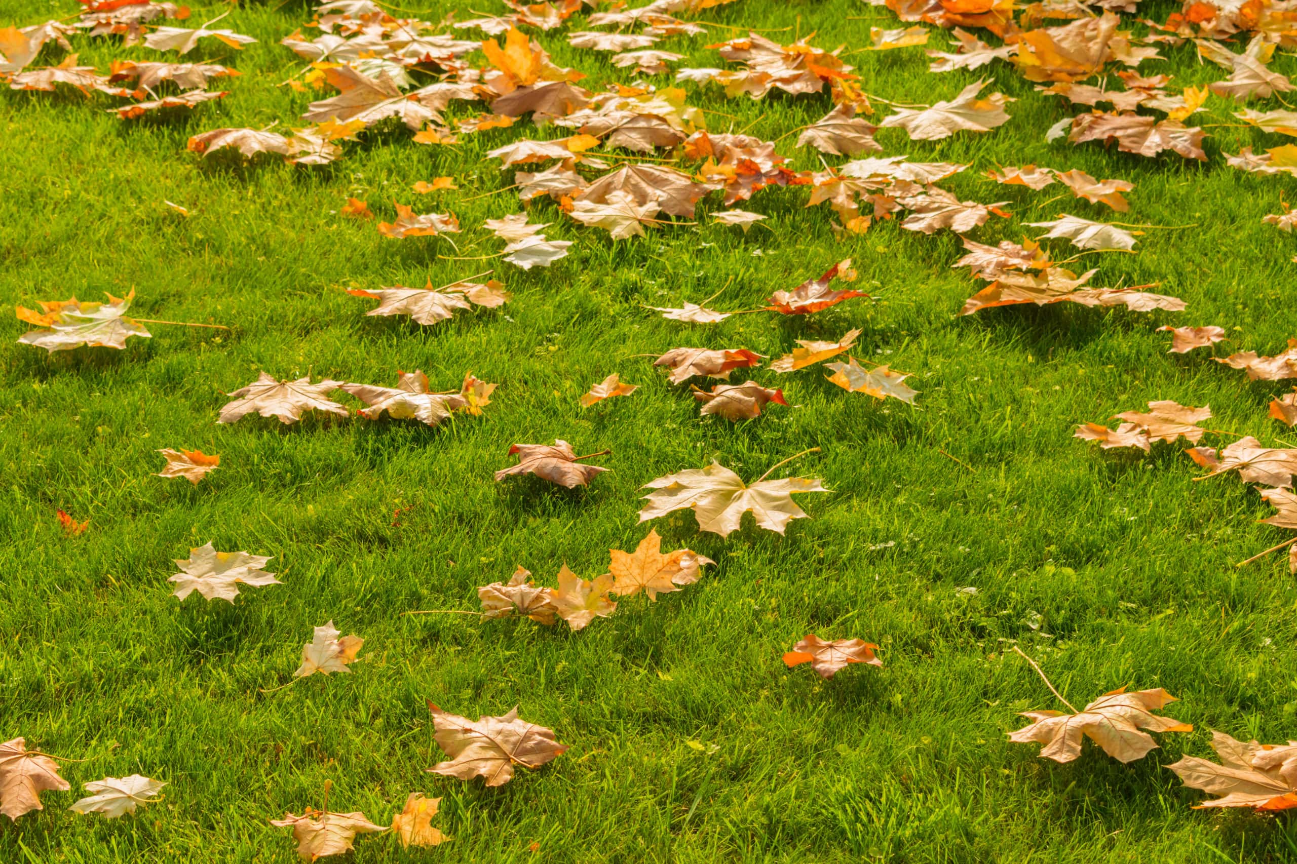 Fall Lawn Care Tips for 2020