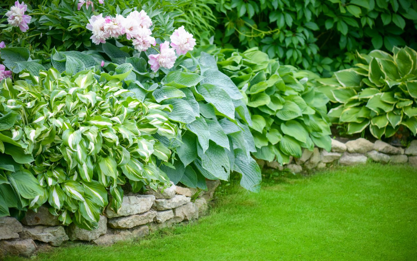 How to Use Hostas in Your Landscape