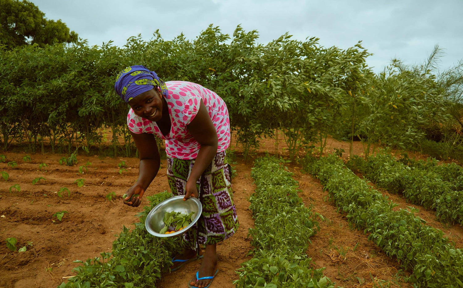 Eartheasy Helps Trees for the Future Reach 200 Million Tree Mark