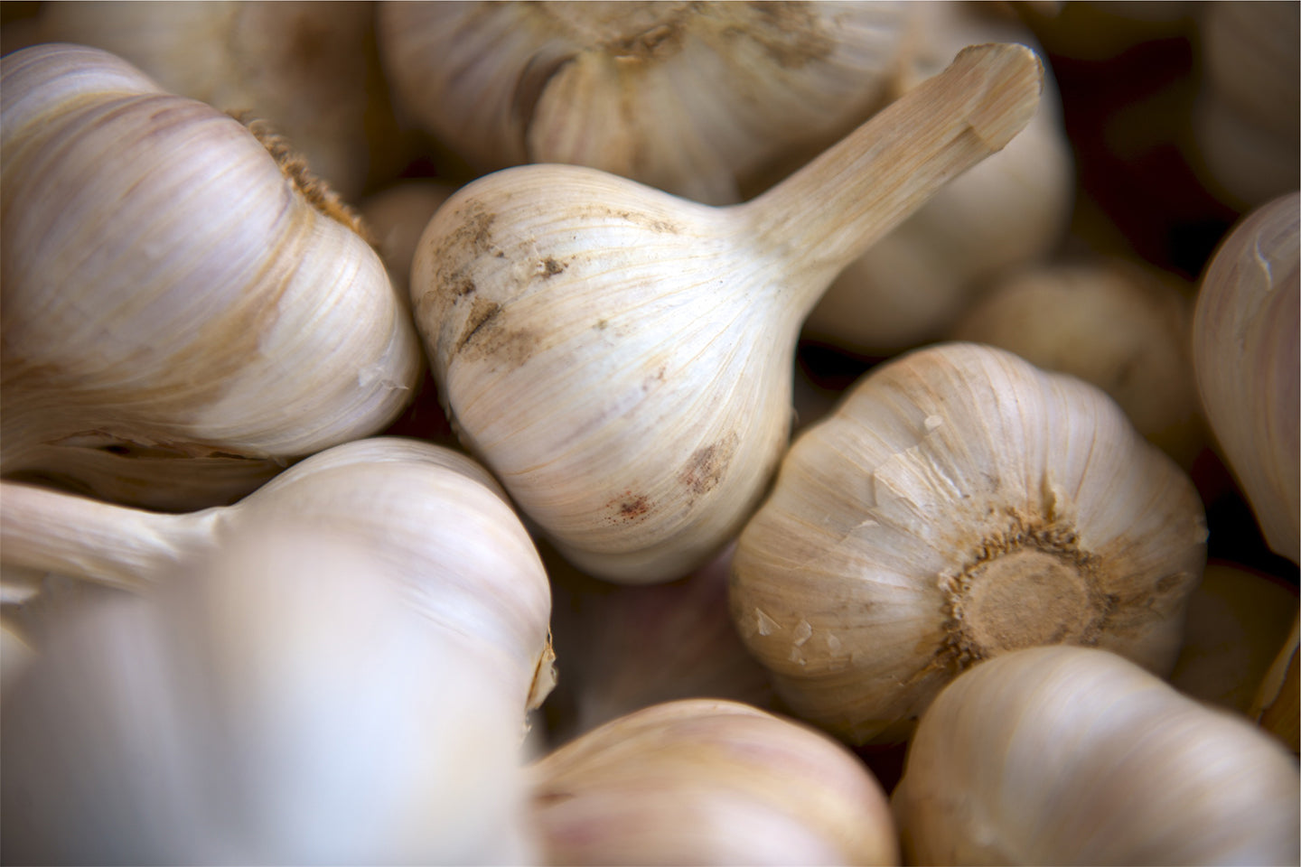 How to Grow Your Own Garlic