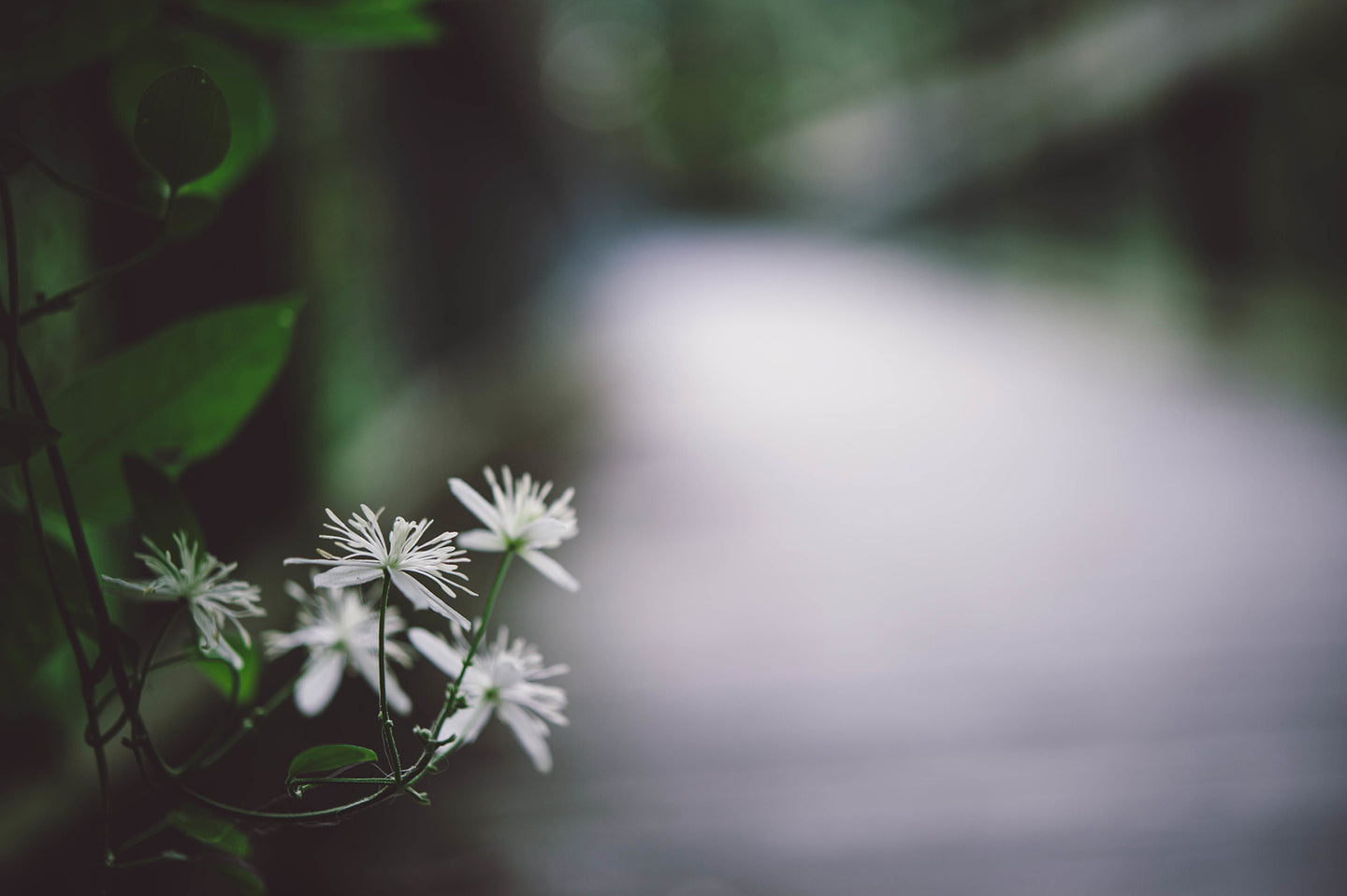 5 Easy to Grow Mosquito-Repelling Plants