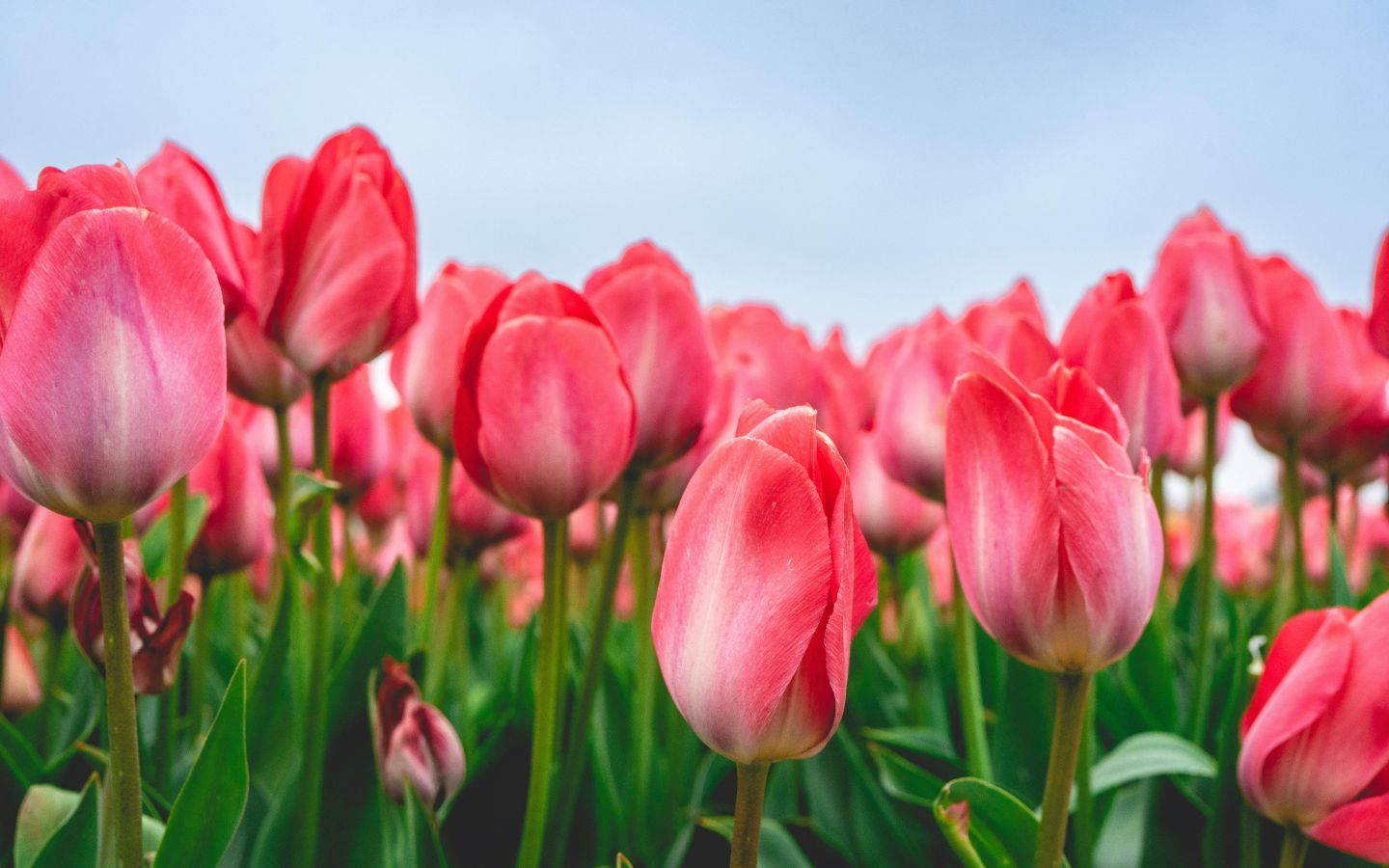 A Year Round Guide to Planting & Tending Bulbs