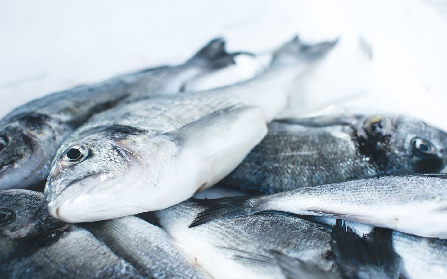 After Fukushima – Is It Safe to Eat Pacific Seafood? - Eartheasy