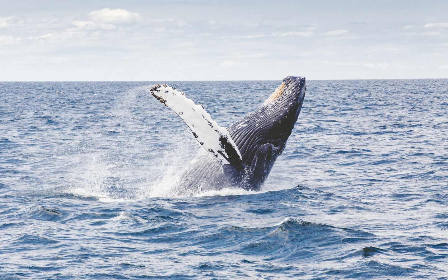 Amazing Display by Rescued Whale - Eartheasy