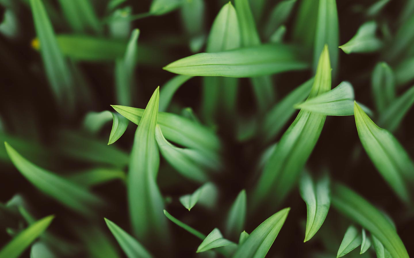 Lawn Alternatives