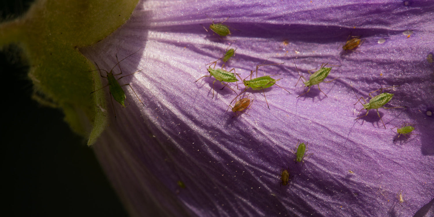 An Abundance of Aphids