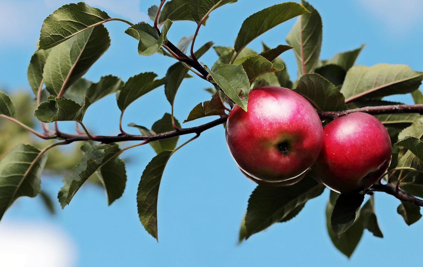 What to Plant in the Fall Garden