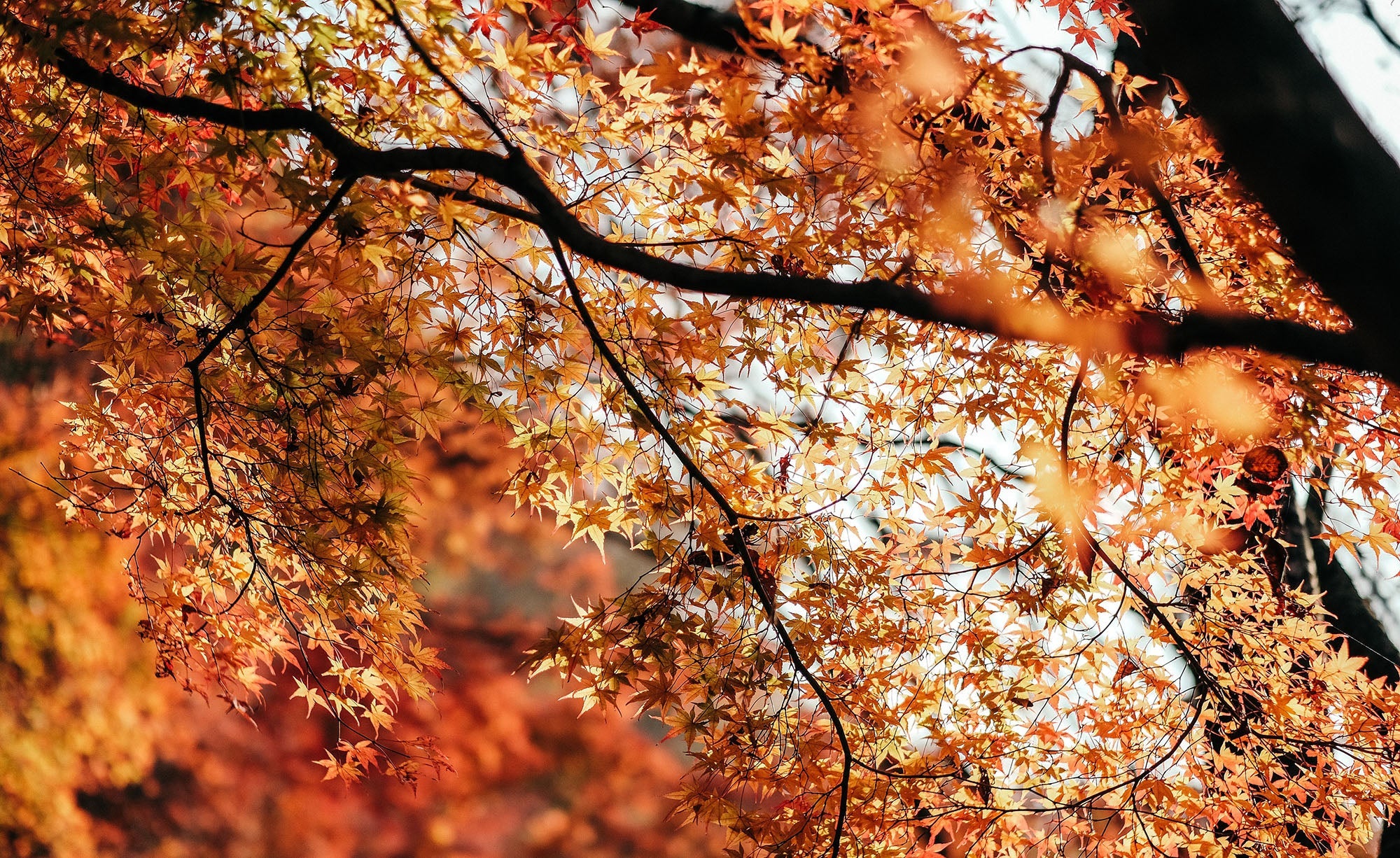 Use Autumn Leaves to Keep Your Composter Working through Winter
