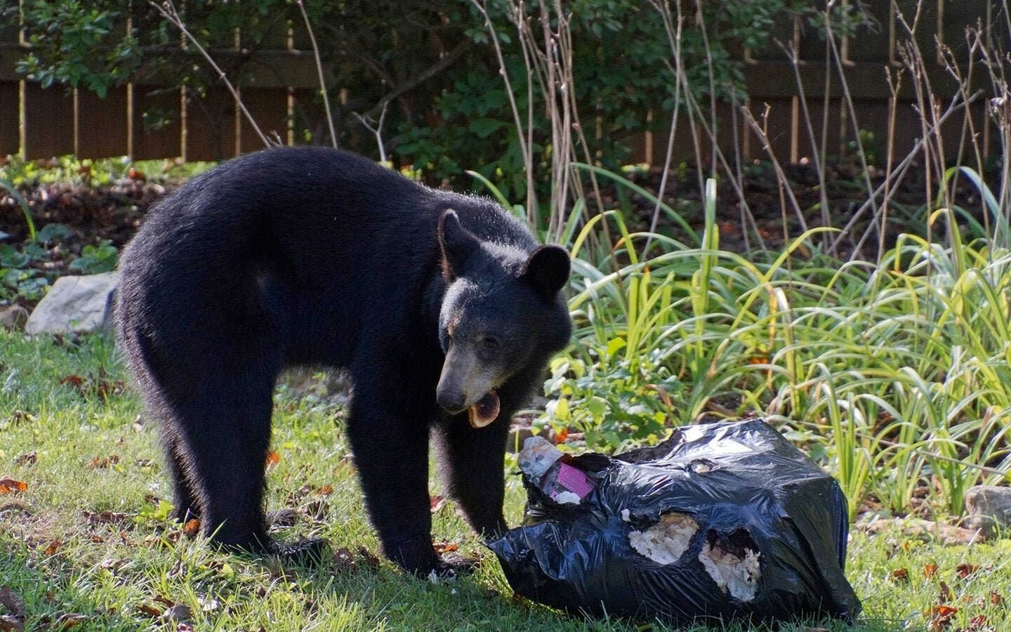 Avoiding Springtime Bear-Human Conflicts - Eartheasy