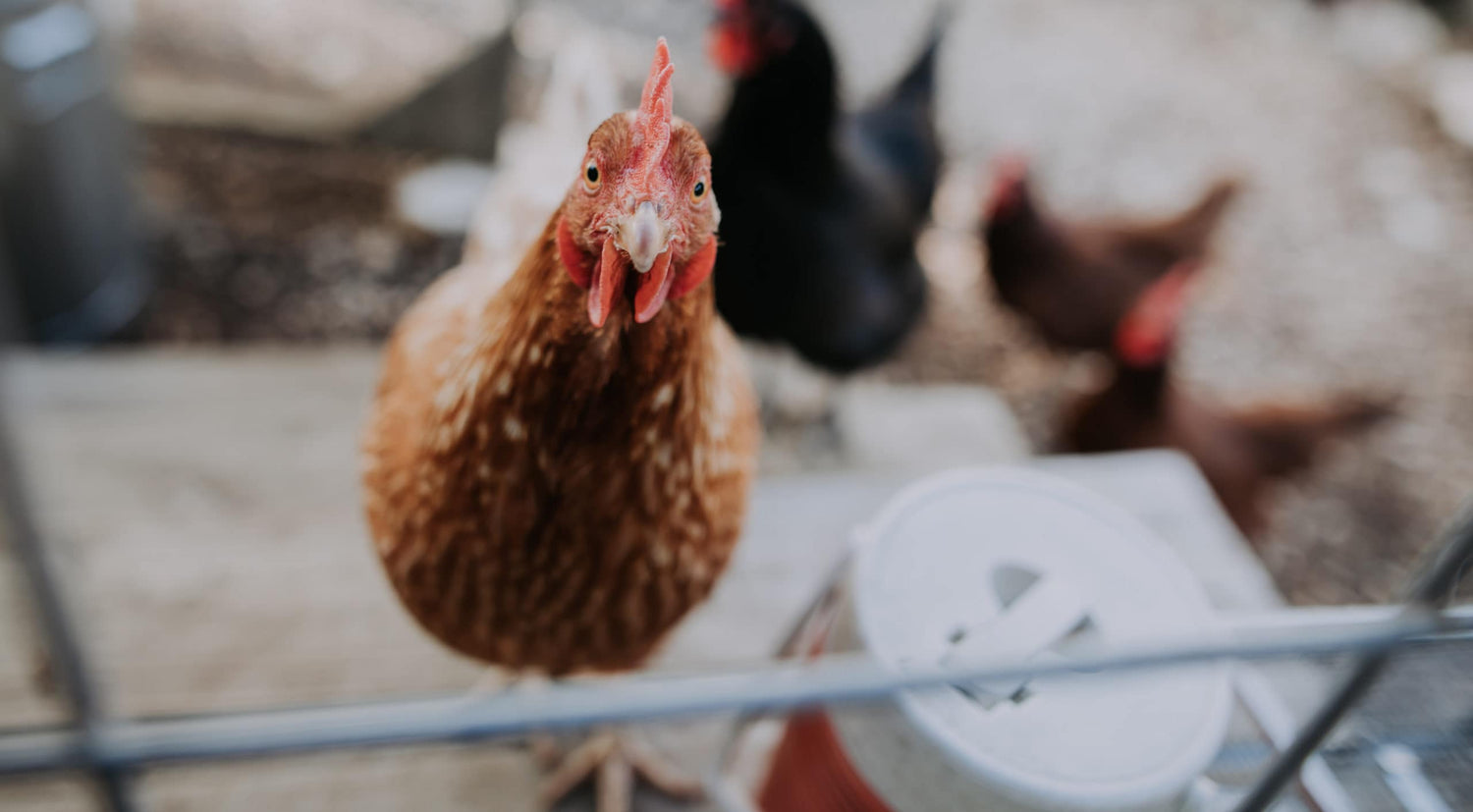 Backyard Chickens for Beginners - Eartheasy