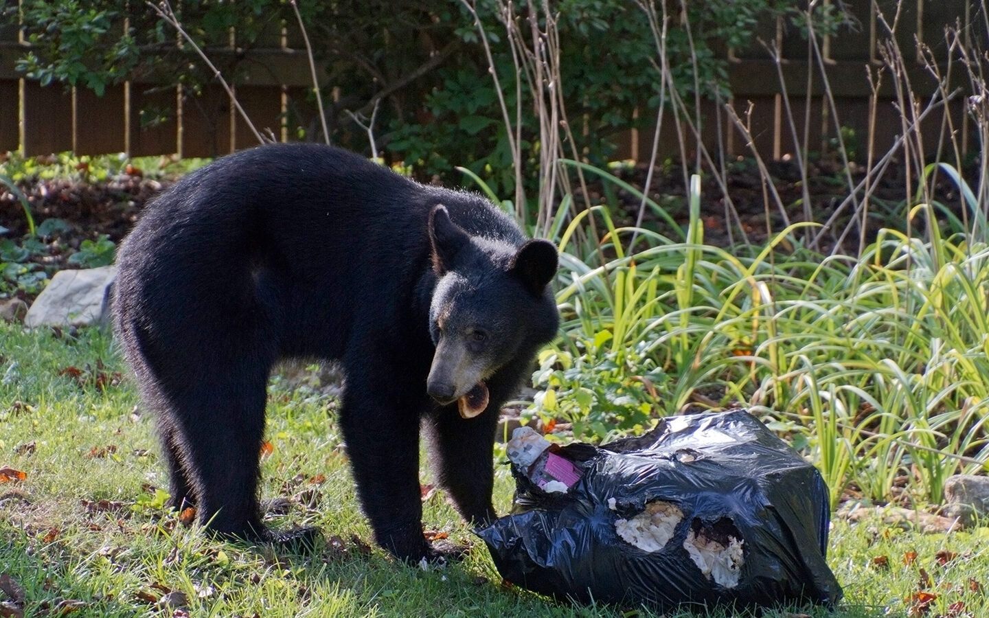 Avoiding Springtime Bear-Human Conflicts