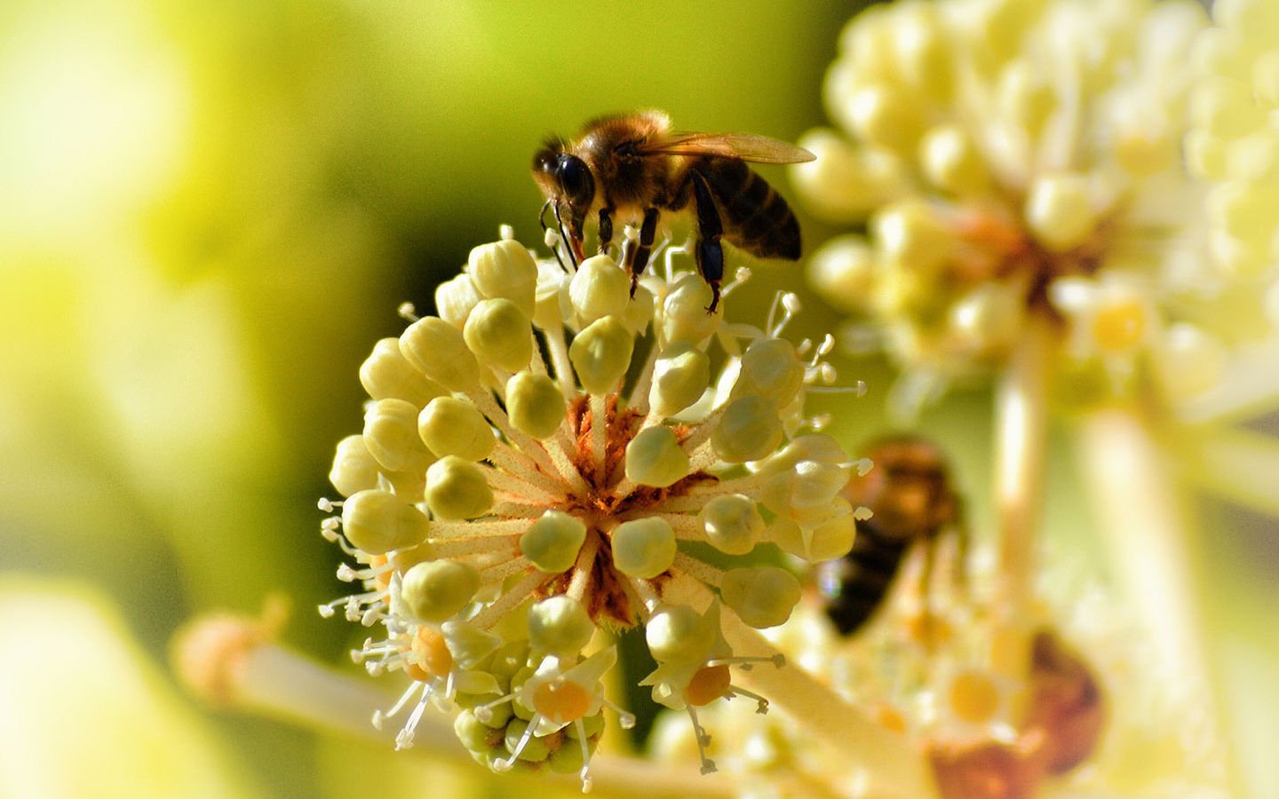 Bees Guided by Flowers’ Electric Fields - Eartheasy