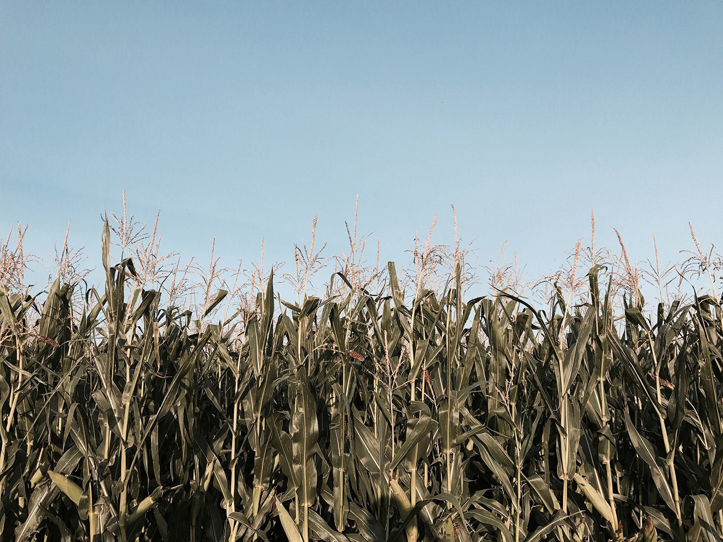 Biofuels - Eartheasy