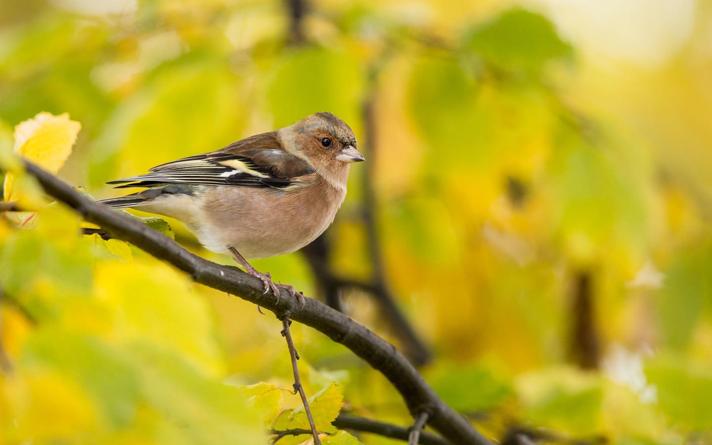 Birding - Eartheasy
