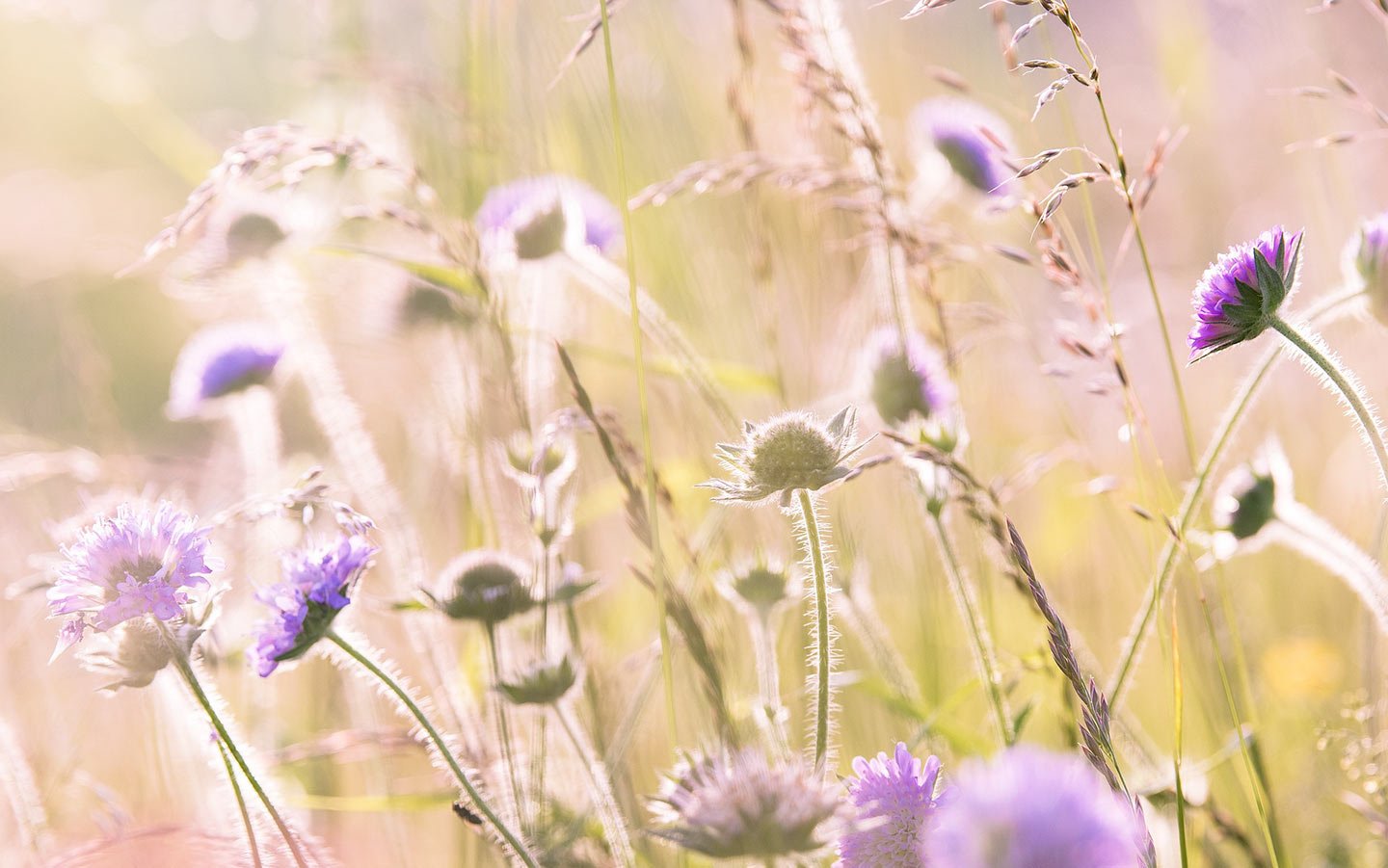 Can You Compost Weeds for the Garden? - Eartheasy