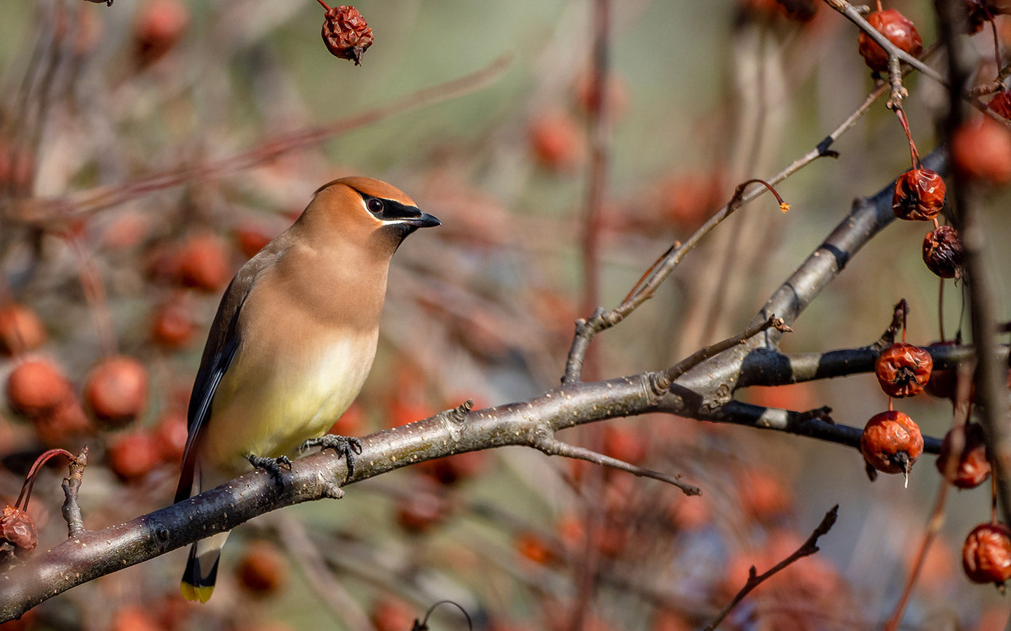 How to Attract Native Wildlife to Your Yard