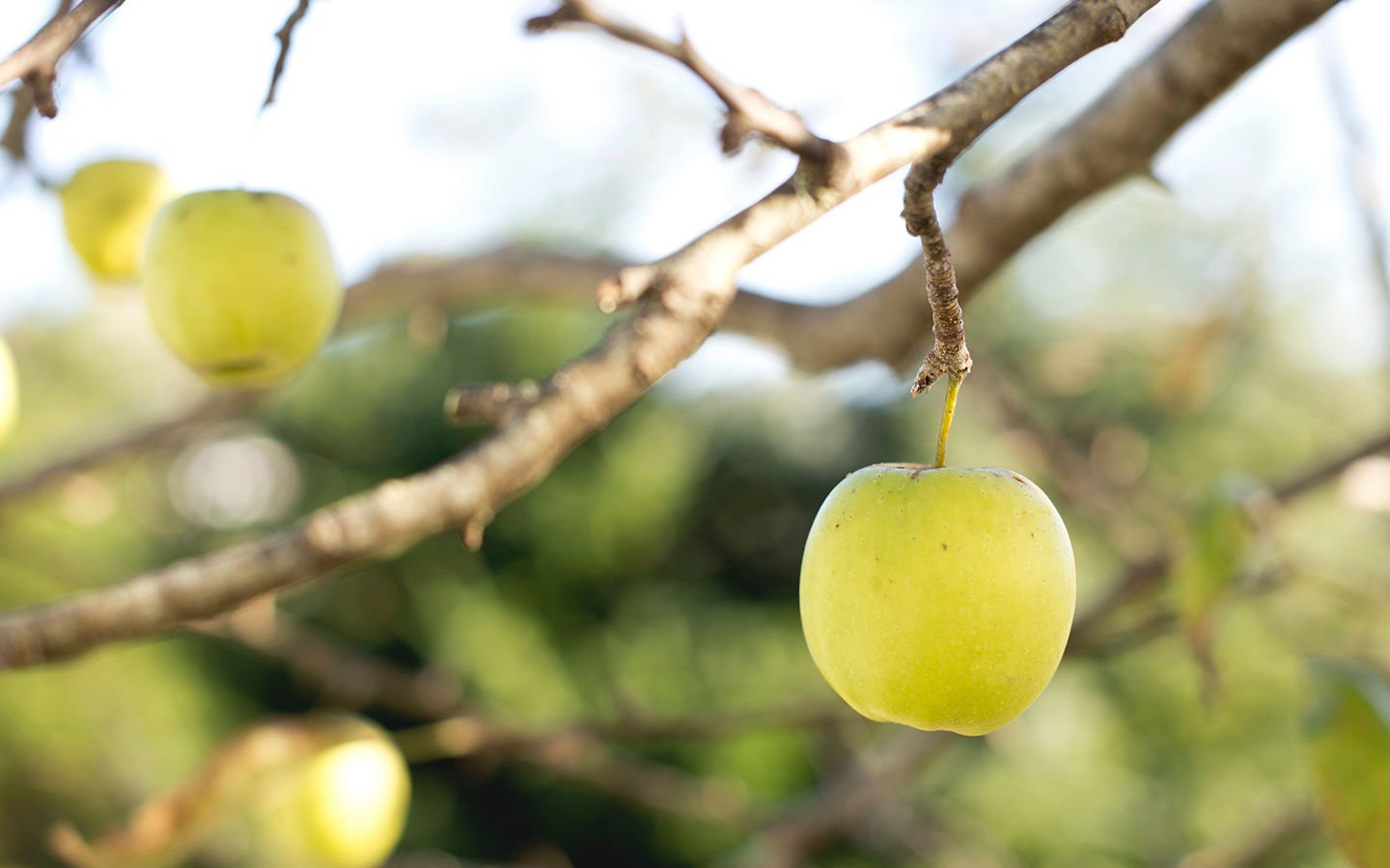 Certified Organic: What Does It Mean? - Eartheasy
