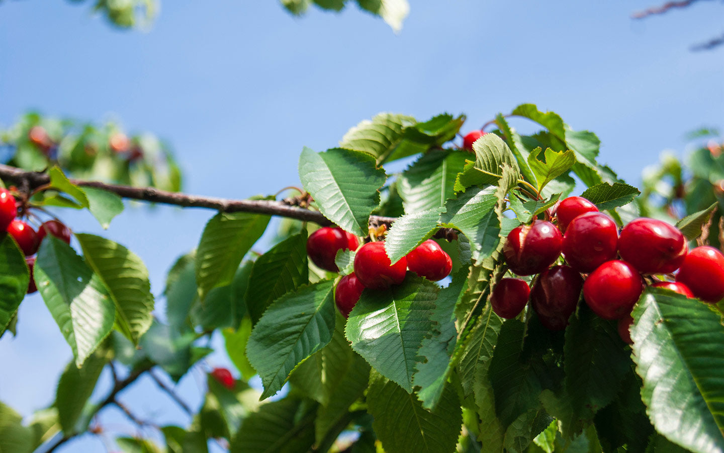 Grow Your Own Cherry Tree: A Step-by-Step Guide
