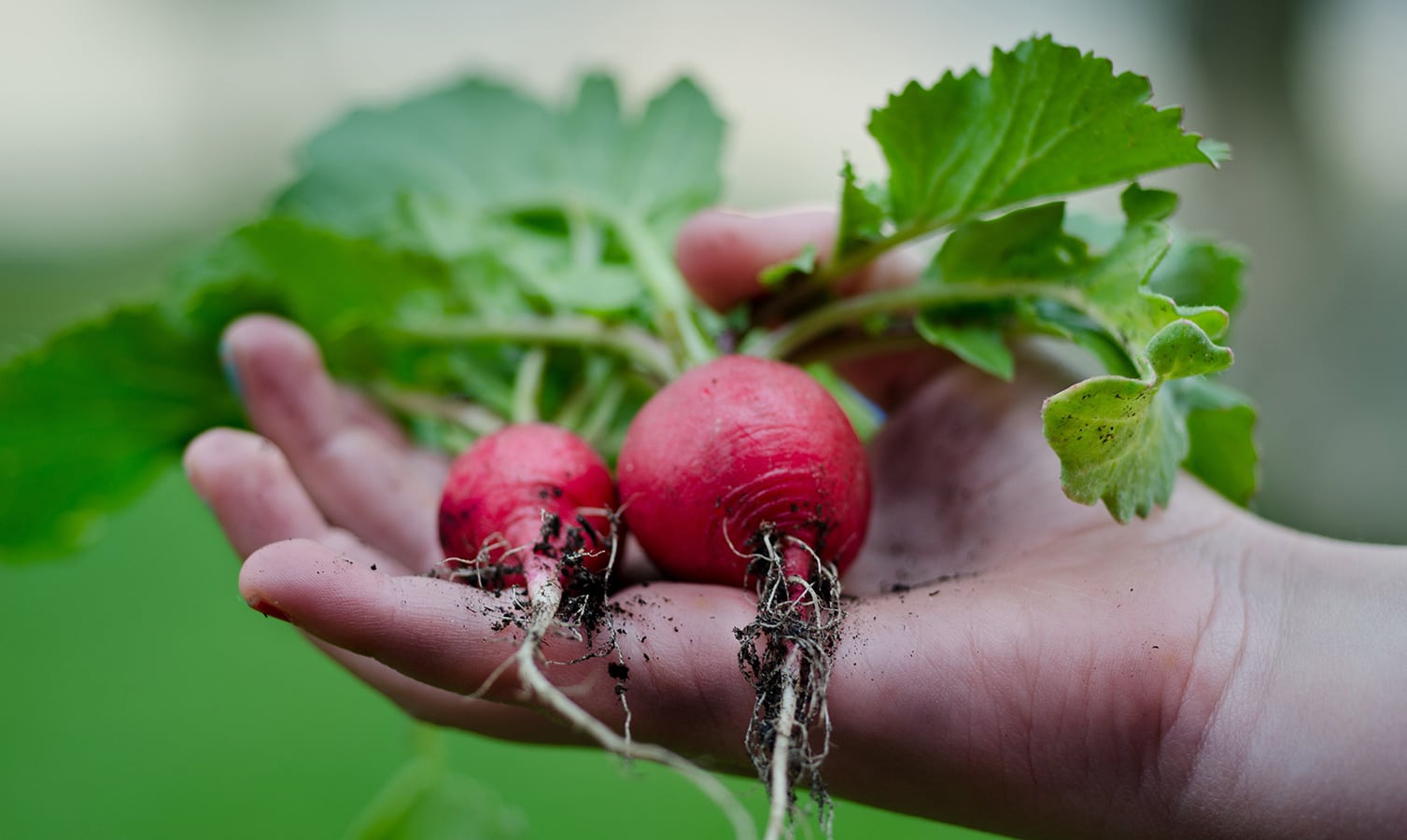 15 Tips for Gardening With Chronic Pain