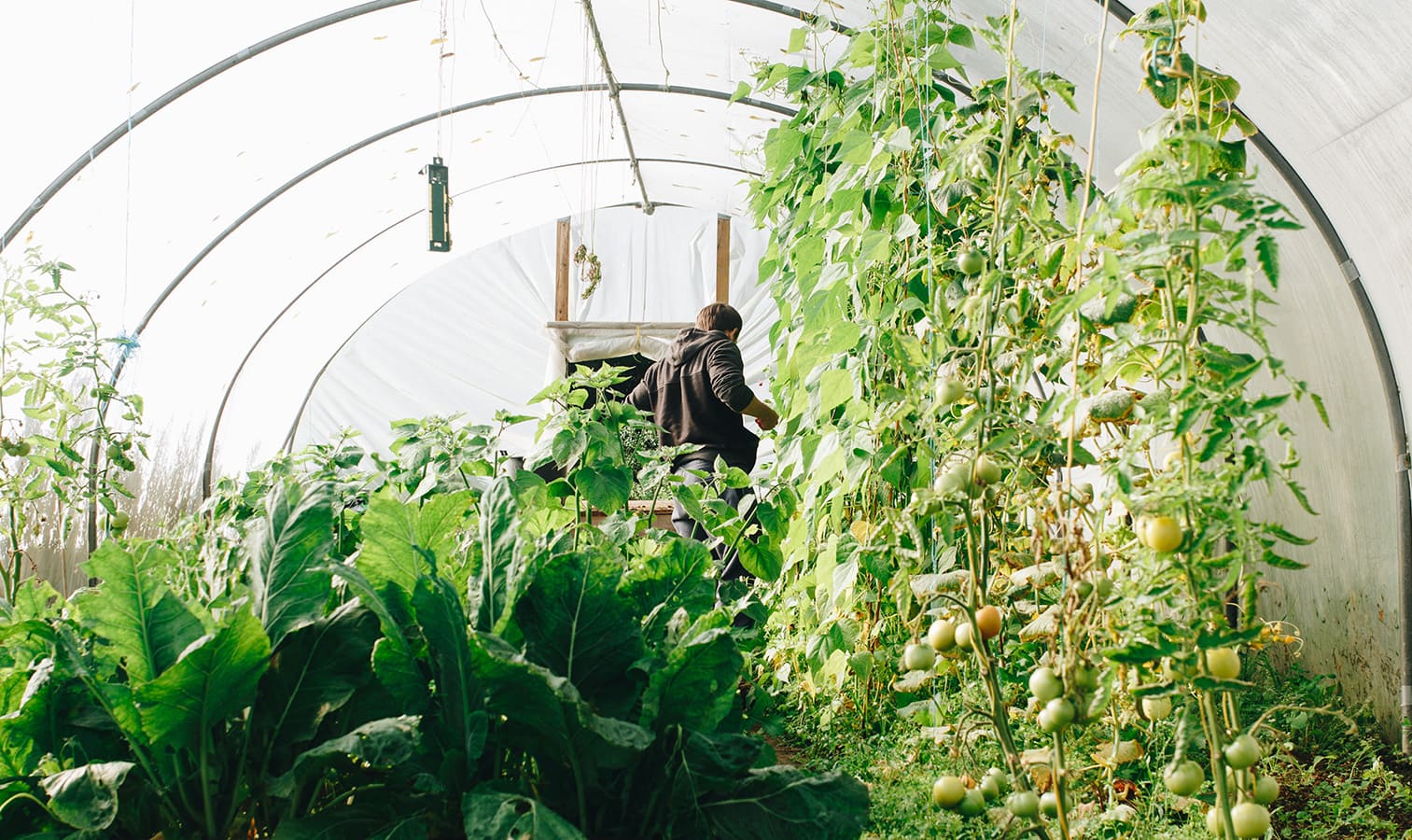 Greenhouse Cleaning and Maintenance for Beginners