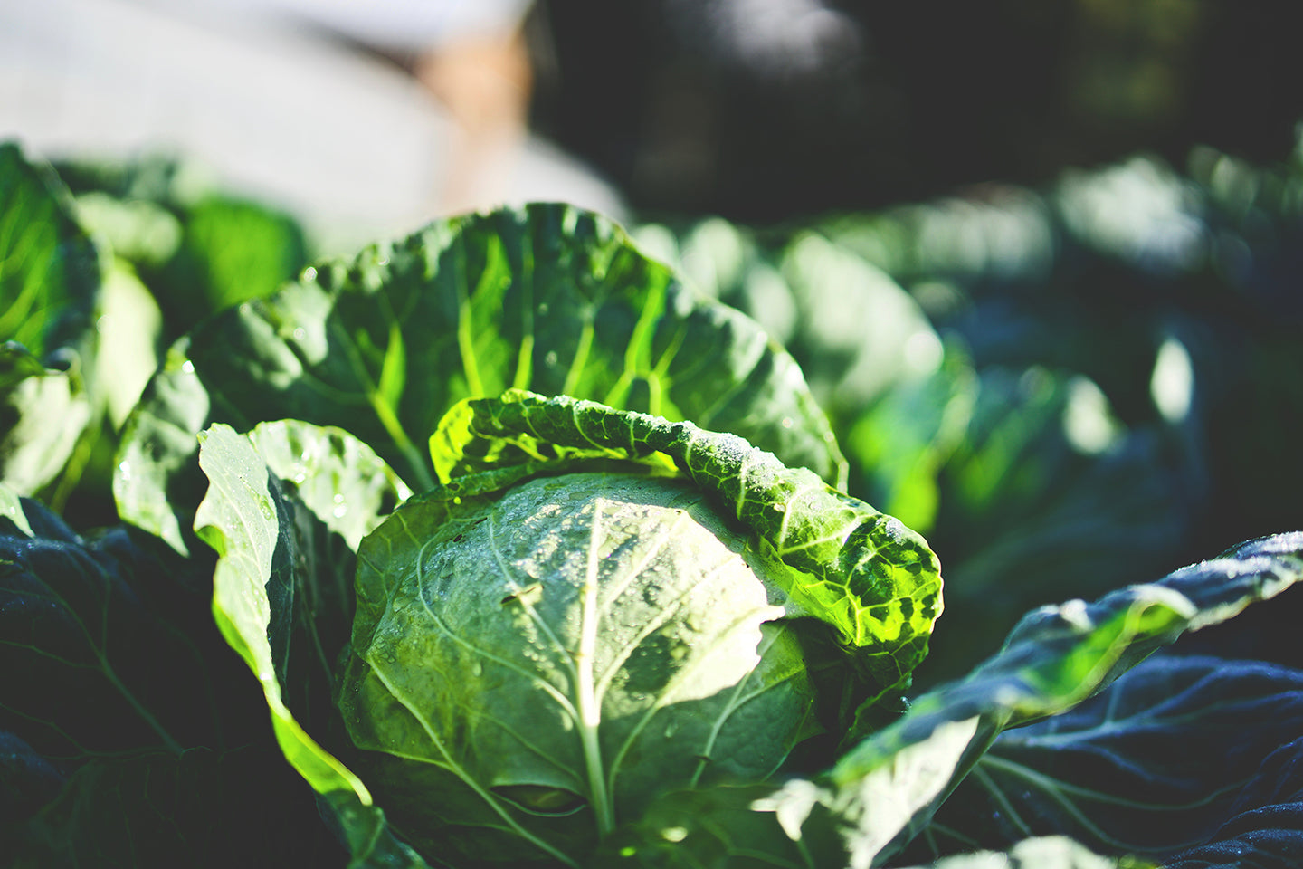 Chaos in the Cole Crops – How to Control Cabbage Maggots