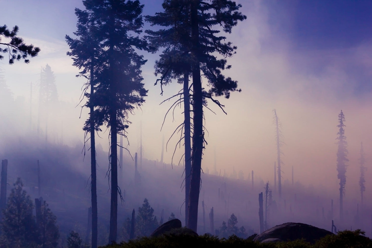 Community Business Seeks Help Recovering from Wildfire - Eartheasy