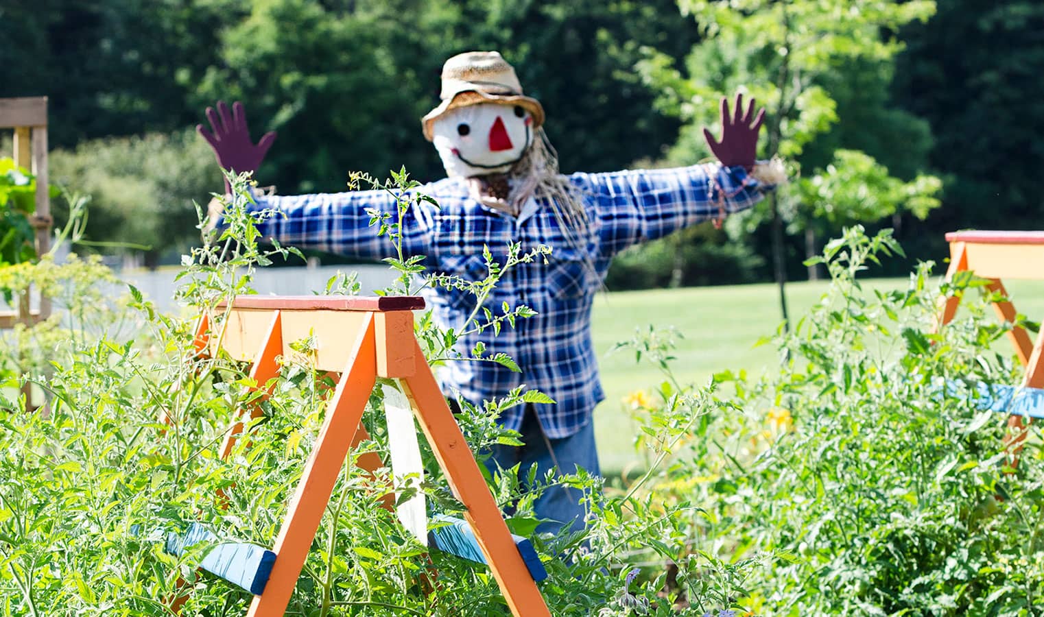 15 Ways to Help Your Community Garden Thrive