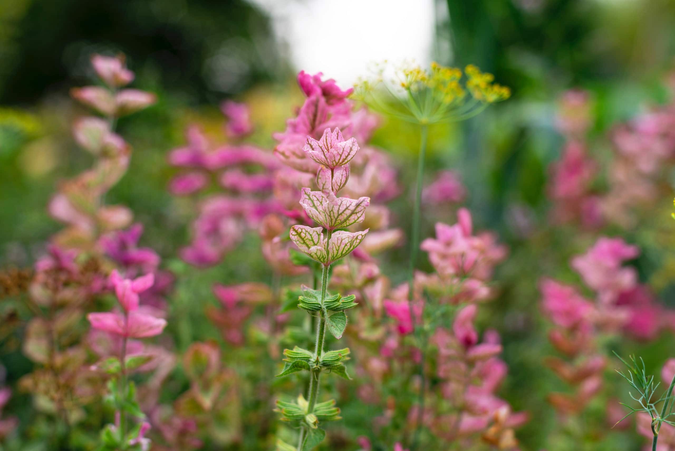 Companion Planting for Raised Garden Beds: What to Grow Together - Eartheasy
