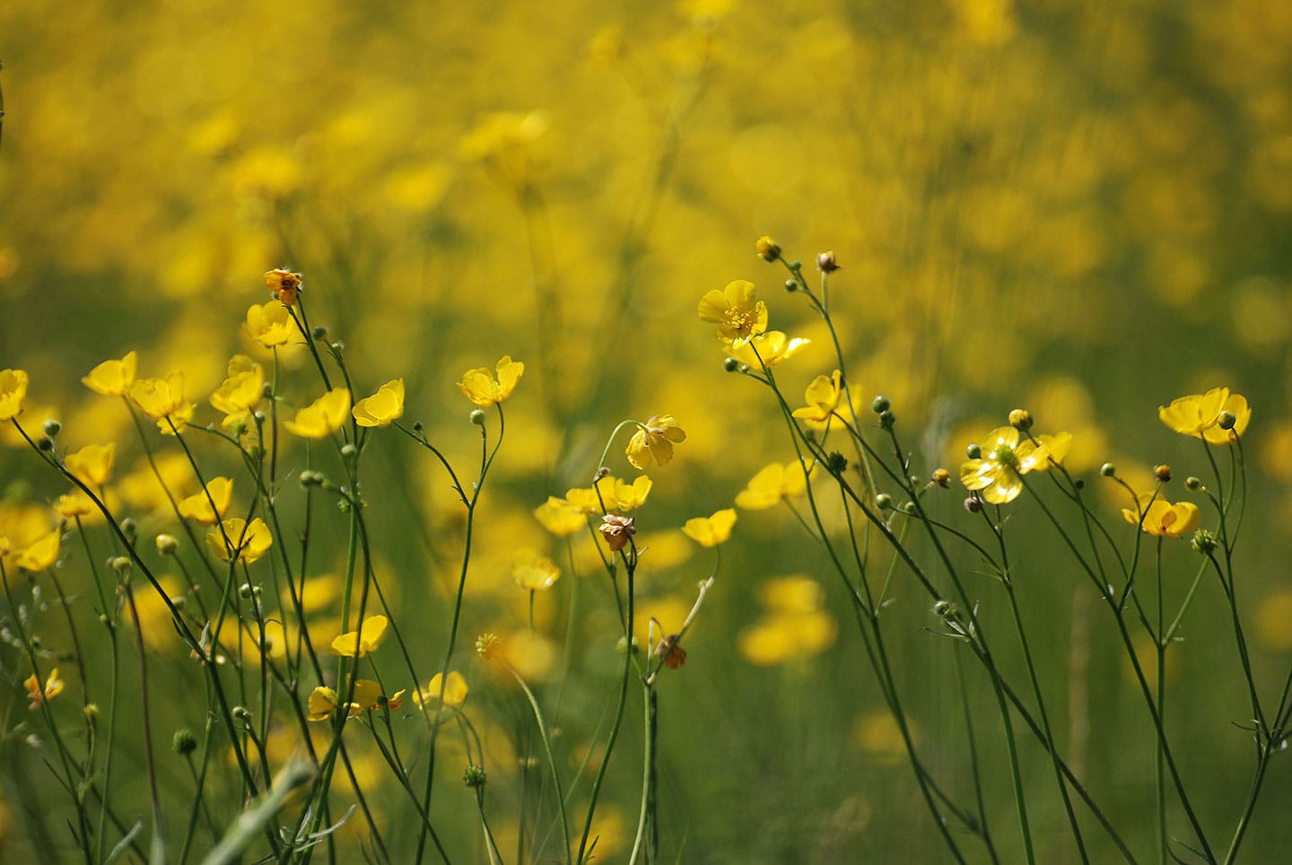 How to Get Rid of Weeds Naturally
