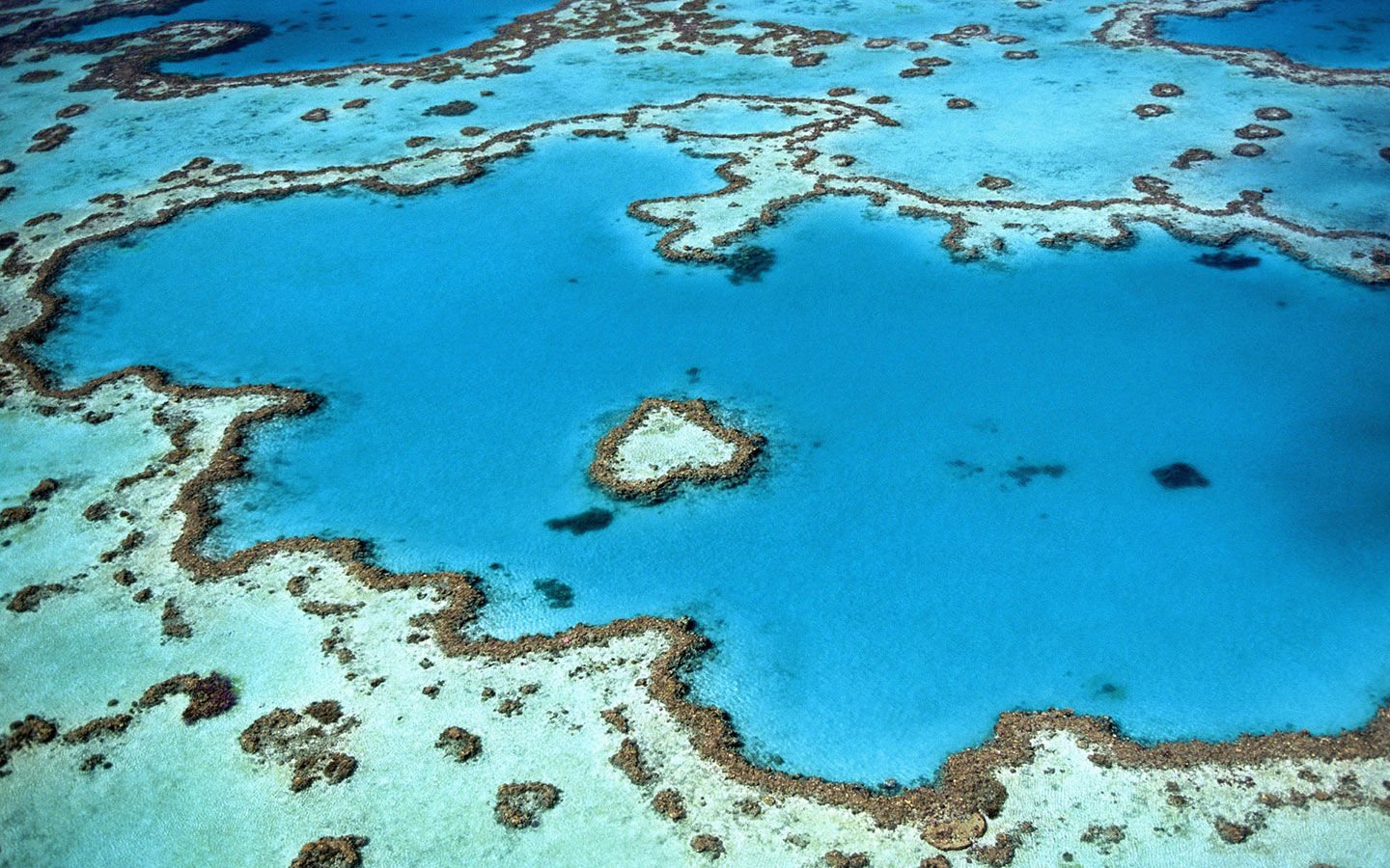 Coral Reefs Communicate with Fish for Protection - Eartheasy