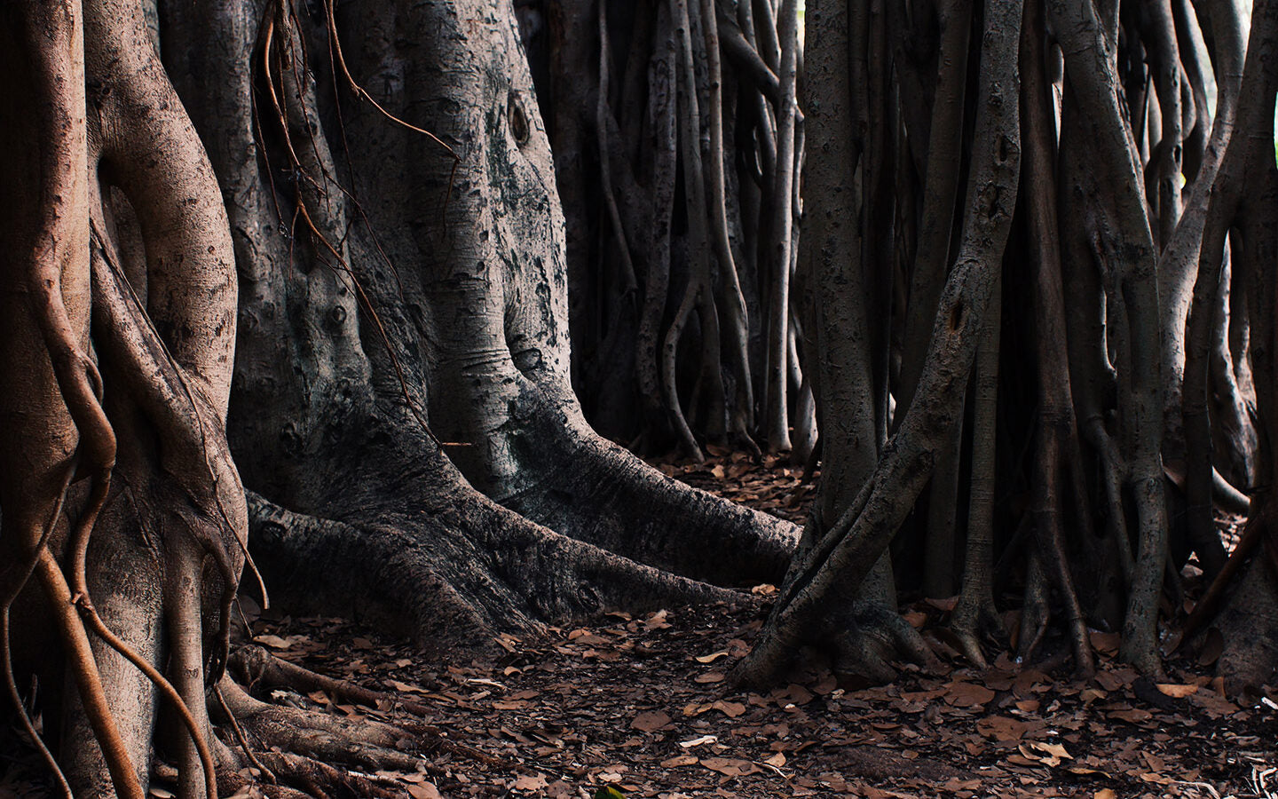 How to Block Tree Roots from Entering Your Garden