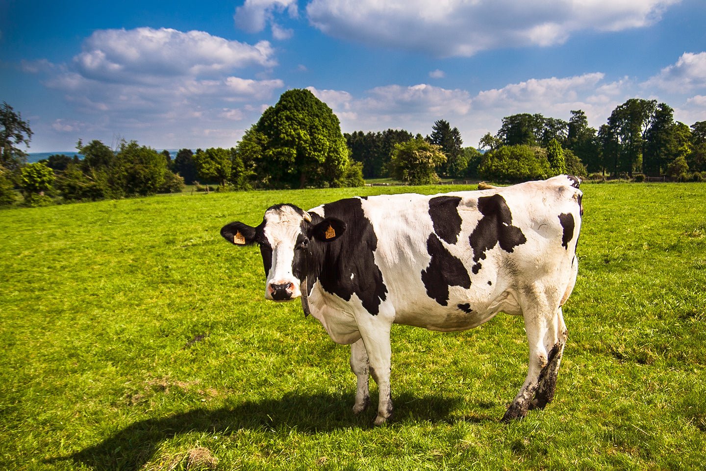 Cutting the Climate Impact of Beef - Eartheasy